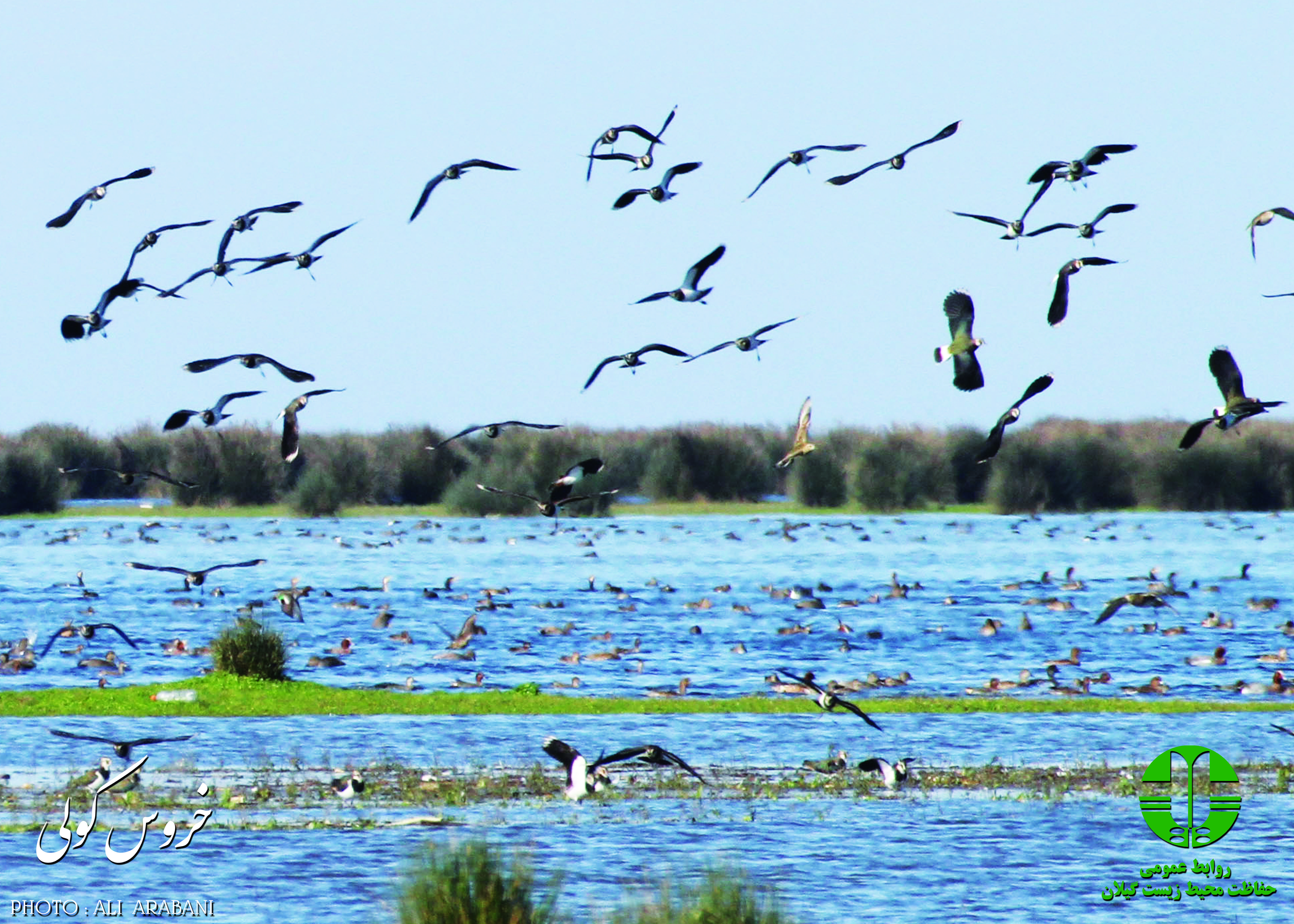 Flock of Vanellus gregarius (Sociable Lapwing)